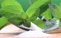 stevia-farming-a-leaf-that-is-changing-the-lives-of-many-farmers