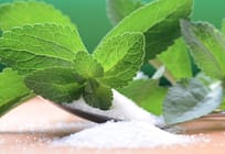 Stevia Farming: A Leaf That is Changing the Lives of Many Farmers