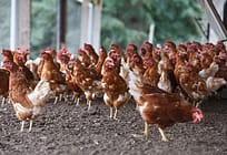 How Poultry Farmers Can Make Extra Cash by Turning Waste into Cattle Feed