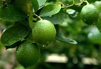Additional Benefits of a Lemon Fruits, Besides Health