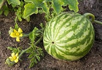 Watermelon Farming, My Multimillion Venture