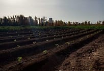 How 25-Year-Old is Transforming Desert Land to Food Farms