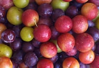 There’s Value Addition in Growing Plums