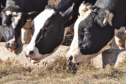 nutritional-requirements-for-your-livestock