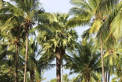 coconut-sub-sector-gets-shot-in-the-arm-in-kilifi-county