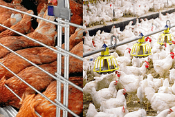 should-you-choose-deep-litter-or-cage-system-for-poultry-farming