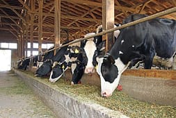 importance-of-feeding-a-balanced-ration-to-your-livestock