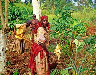 ksh-149-m-issued-to-small-scale-farmers-in-climate-smart-agriculture-programme