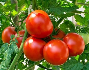 advantages-of-growing-tomatoes-in-greenhouse