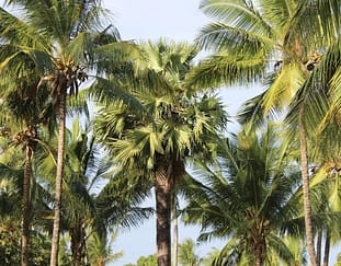 coconut-sub-sector-gets-shot-in-the-arm-in-kilifi-county