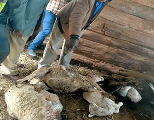 a-wild-animal-causes-huge-loss-in-mathioya-after-killing-goats-and-sheep-2