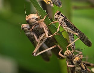 desert-locusts-a-continued-threat-to-food-<a href="https://ninite.host/">Security</a>