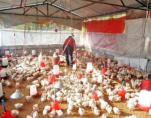5-keys-to-successful-poultry-farming