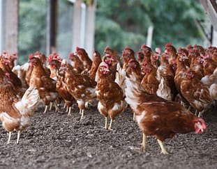 how-poultry-farmers-can-make-extra-cash-by-turning-waste-into-cattle-feed