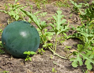 challenges-in-my-watermelon-farming-journey