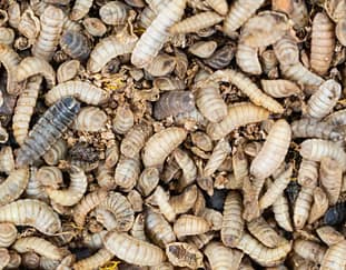 maggots-farming-the-untapped-goldmine