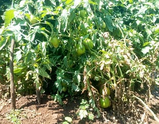tomato-farmers-in-kajiado-decry-high-cost-of-fertilizers