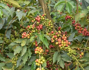 organic-coffee-farming-earns-kirinyaga-farmer-a-fortune%e2%80%af