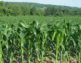 kakamega-farmers-secure-export-market-for-maize