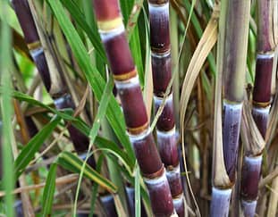 A Boom for the Distressed Sugarcane Farmers