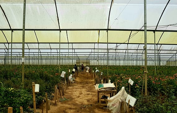 green-house-farming