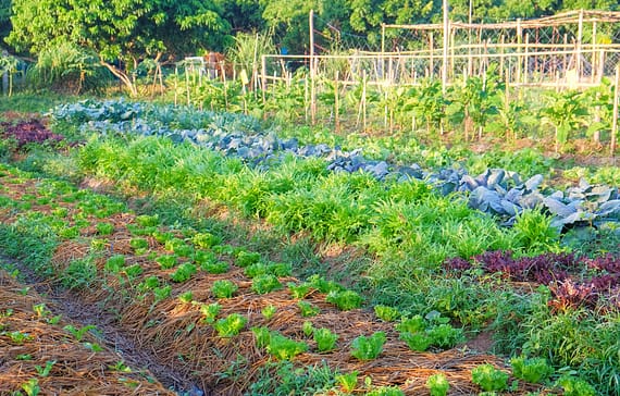 organic-farming
