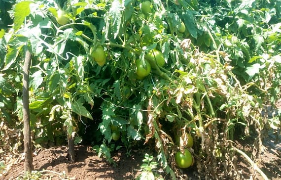tomato-farmers-in-kajiado-decry-high-cost-of-fertilizers