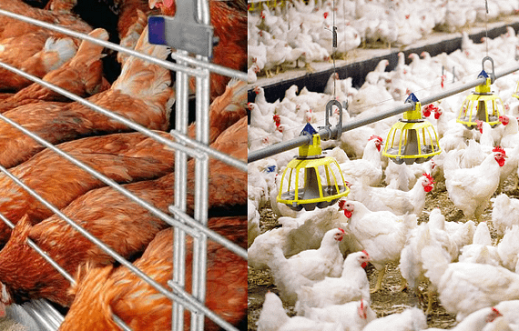 should-you-choose-deep-litter-or-cage-system-for-poultry-farming
