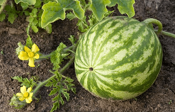 watermelon-farming-my-multimillion-venture