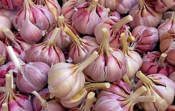 garlic-farmers-look-out-for-the-purple-garlic