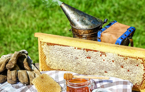 beekeeping-3-essential-guidelines-for-beginners