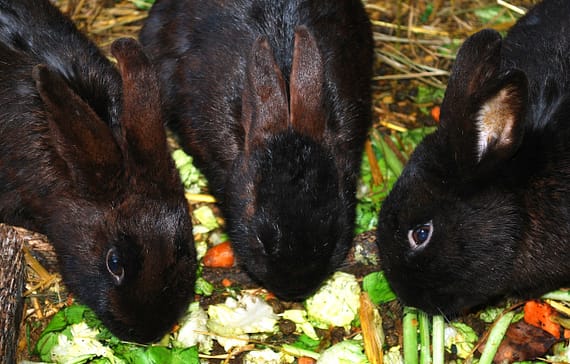 rabbit-farming-the-untapped-venture