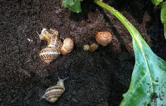 what-you-need-to-know-about-snail-farming