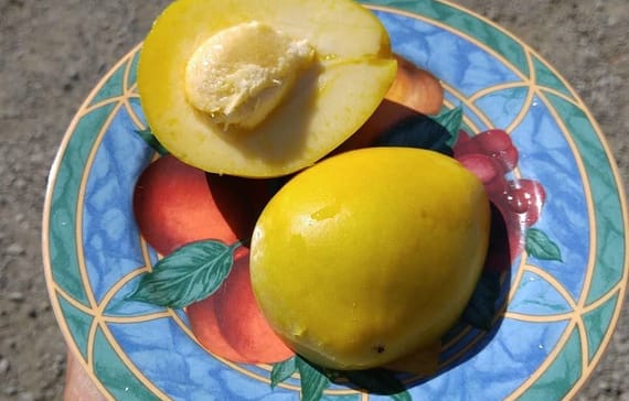 6-surprising-health-benefits-of-white-sapote-fruit
