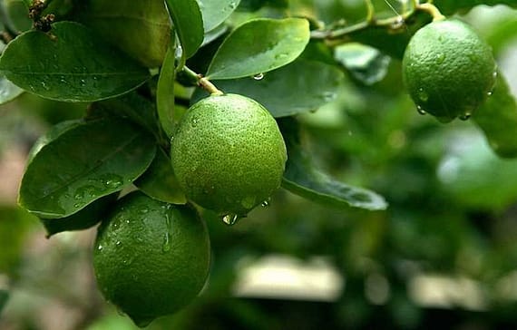 additional-benefits-of-a-lemon-fruits-besides-health