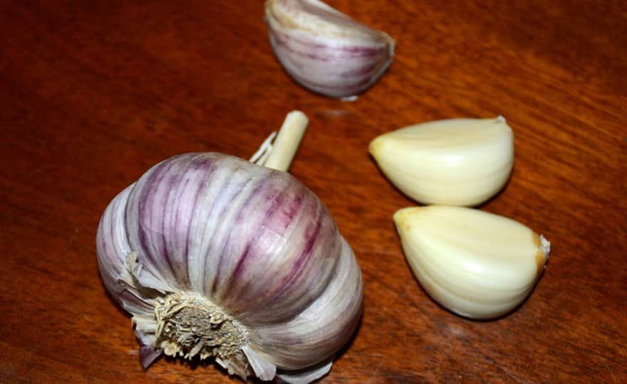 Shop Rocambole Garlic, Spanish Roja - 4 oz and other Seeds at Harvesting  History