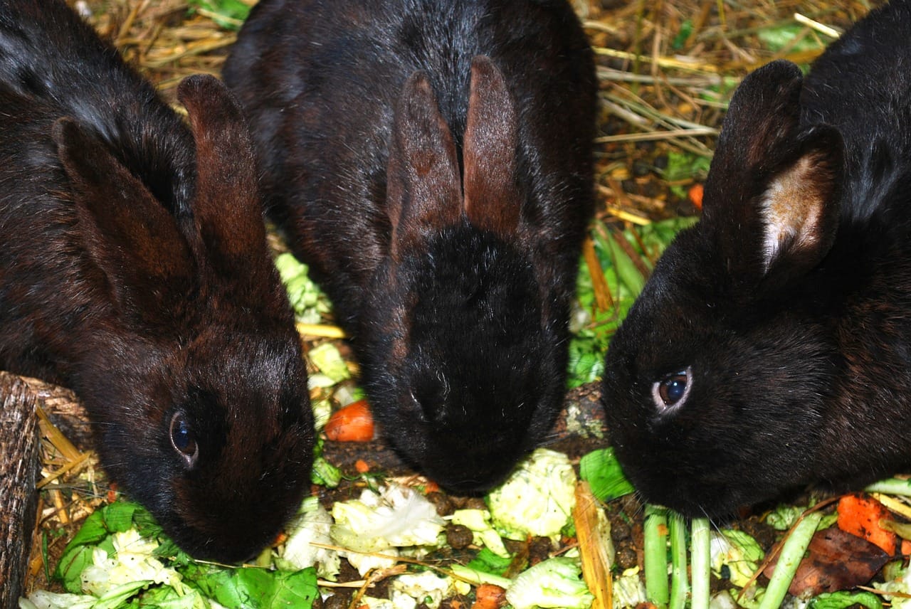 rabbit-farming-the-untapped-venture