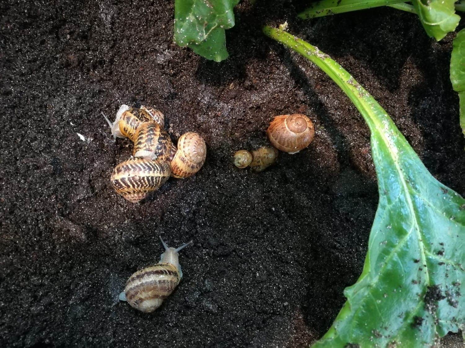 what-you-need-to-know-about-snail-farming