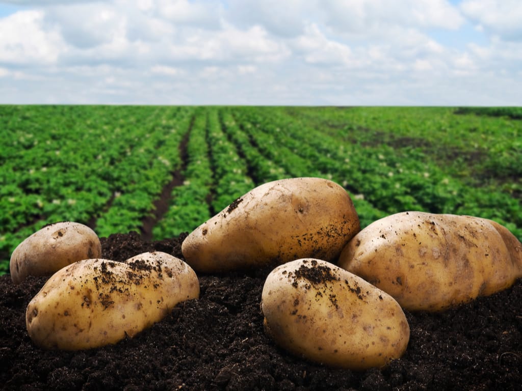 rains-looming-potato-shortage