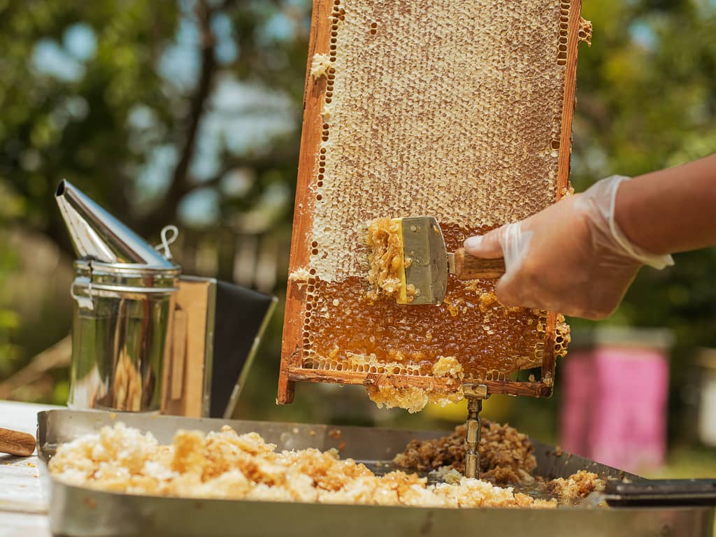 must-read-how-to-maximize-your-honey-production