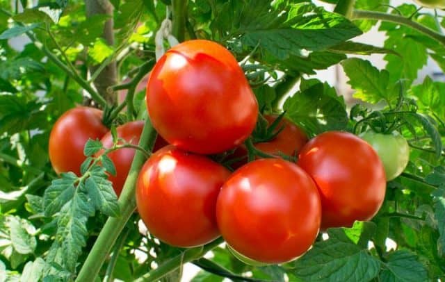advantages-of-growing-tomatoes-in-greenhouse