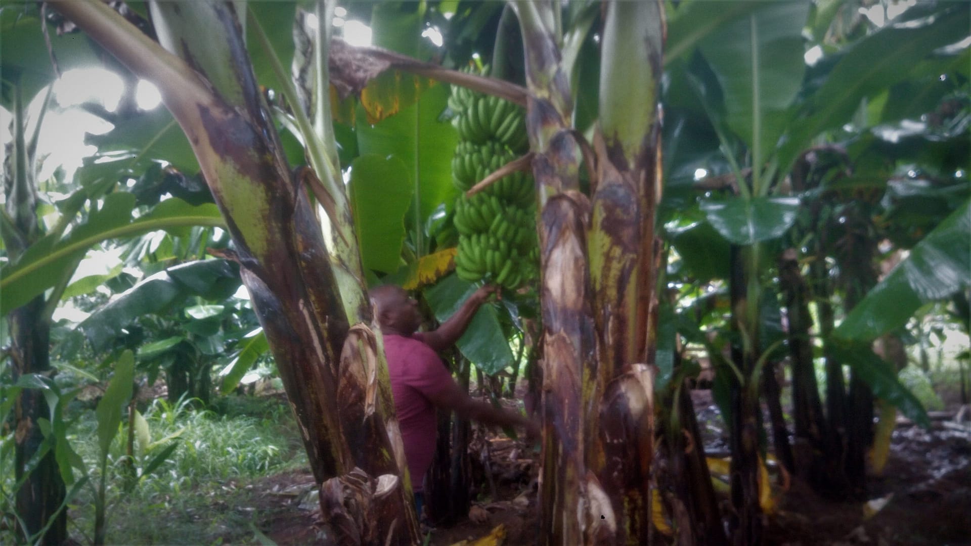 covid-19-wreaks-banana-farming-in-taveta
