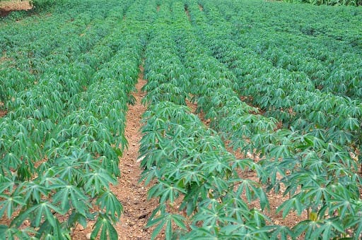 experts-at-egerton-university-working-on-new-non-toxic-cassava-varieties