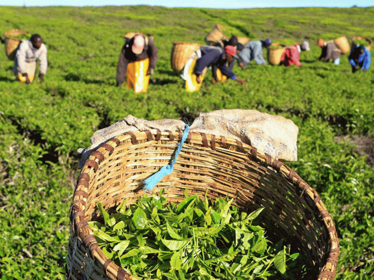 tea-production-reaches-all-time-high-despite-destinations-recording-low-imports