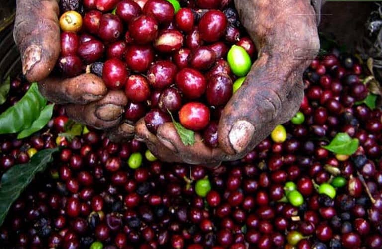 coffee-farmers-decry-difficult-times-occasioned-by-covid-19