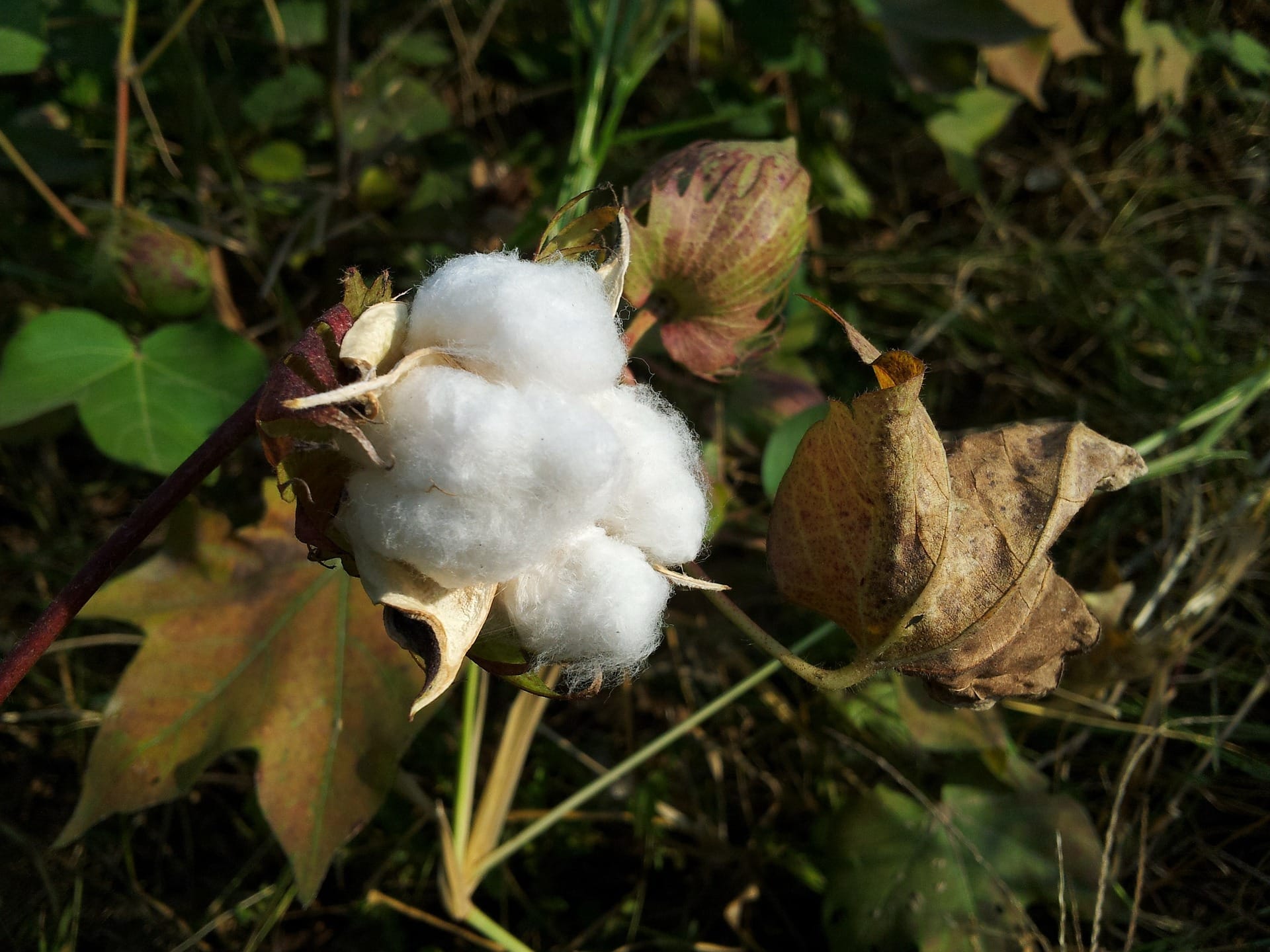 meru-farmers-urged-to-venture-into-cotton-farming