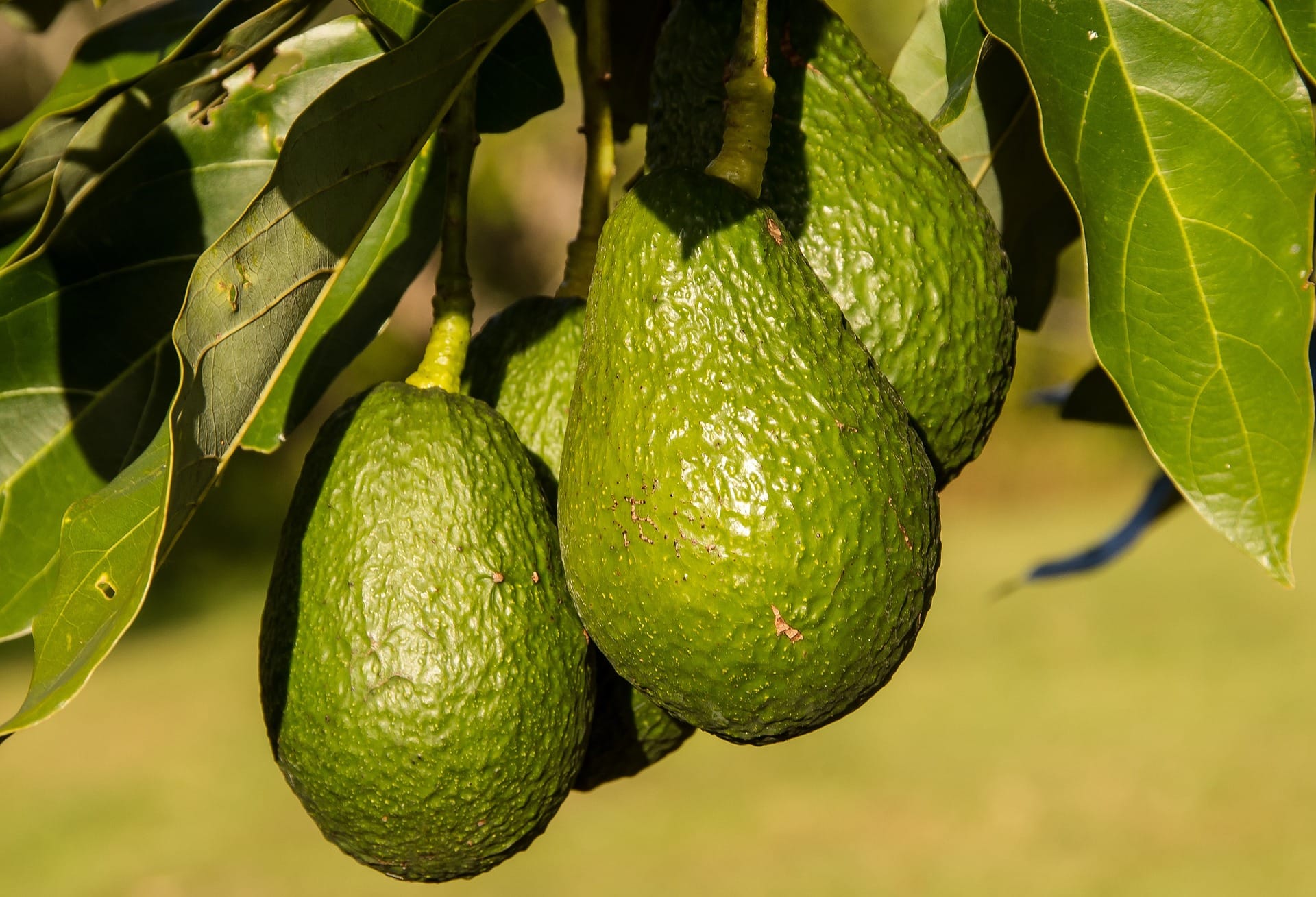 avocado-exports-jump-to-sh14-billion-in-2020