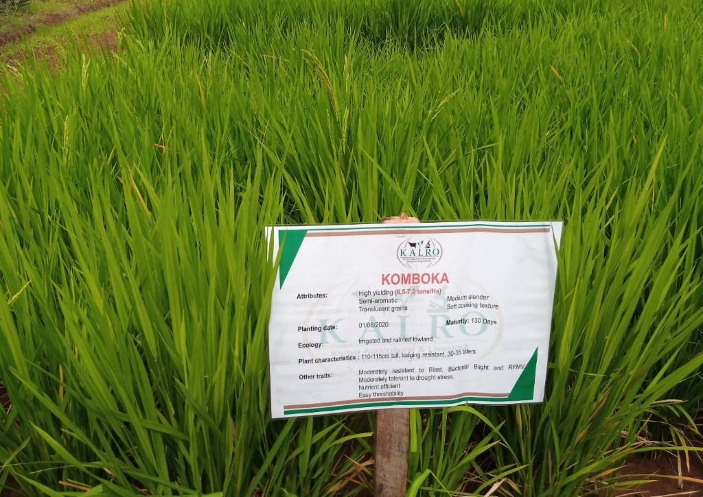 kenyan-farmers-to-benefit-from-newly-launched-komboka-rice