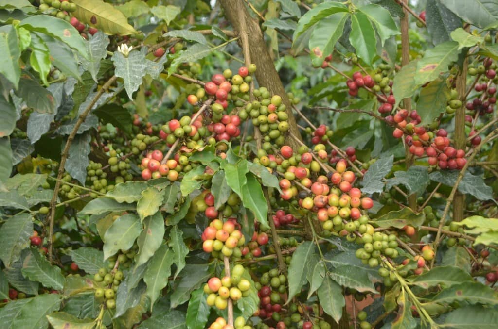 organic-coffee-farming-earns-kirinyaga-farmer-a-fortune%e2%80%af