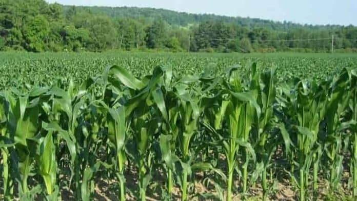 kakamega-farmers-secure-export-market-for-maize